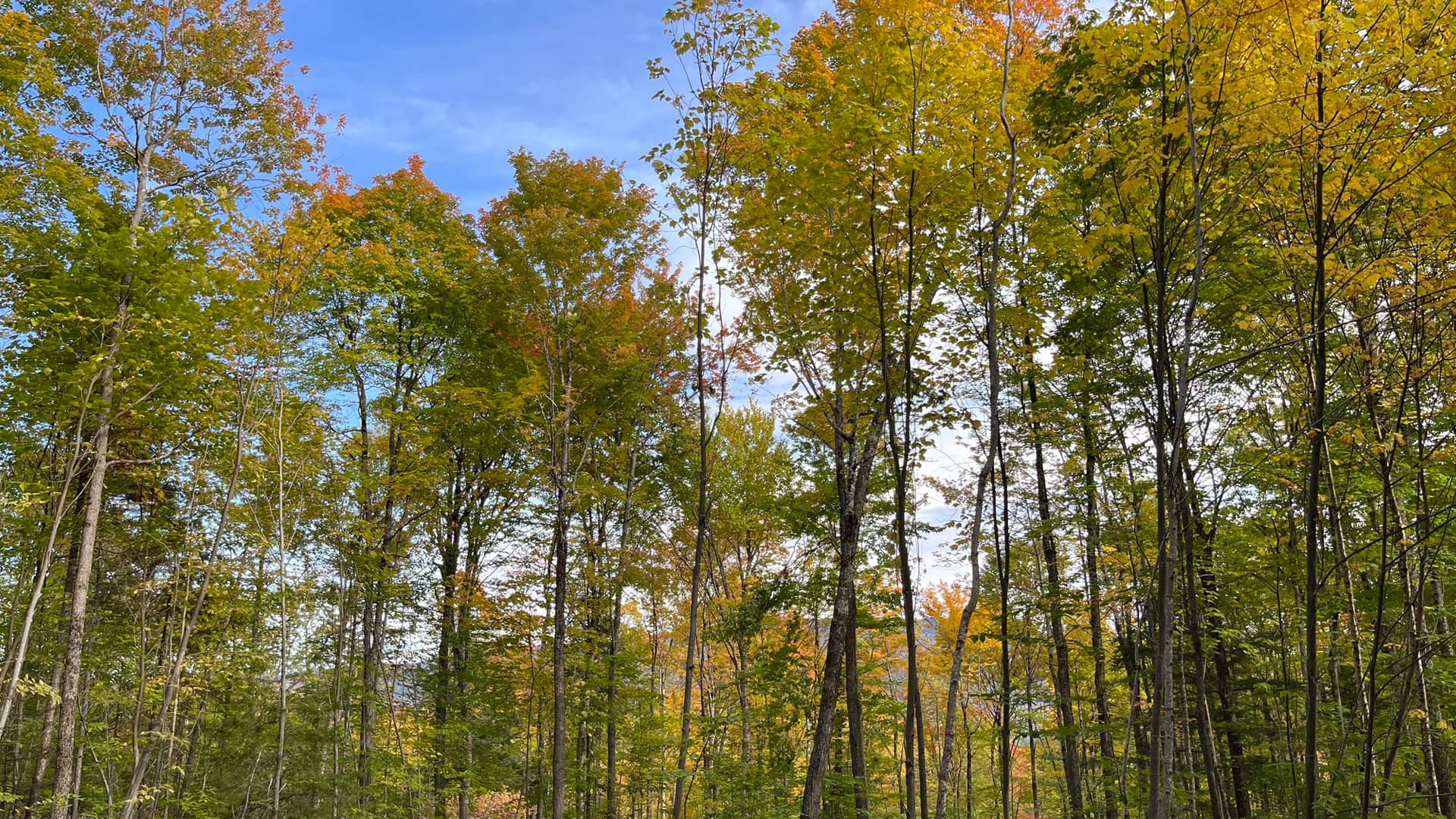 Stillwater Forestry LLC Banner 1