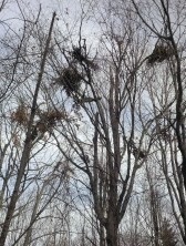 Even Bears Build Nests Thumbnail
