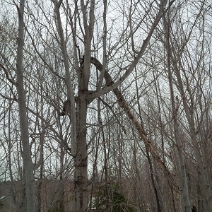 Trees are Tough Thumbnail