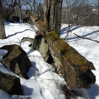 American Chestnut – Former Monarch of Southern NH’s Forests
