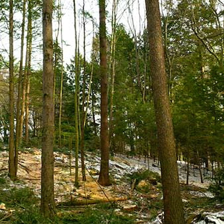 Forest Management Plans vs. One-Time Timber Sales: Which Strategy Builds More Long-Term Value Thumbnail