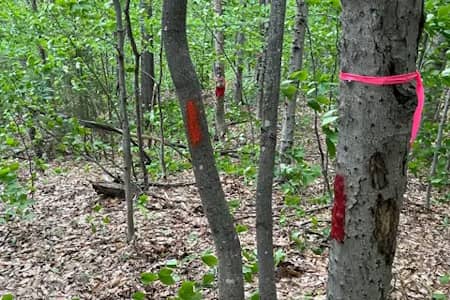 How to Avoid Property Line Disputes in Concord NH: The Landowner’s Guide to Boundary Maintenance Thumbnail