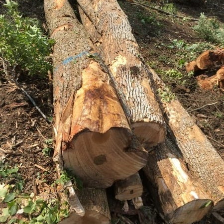 Maximizing Timber Income Without Damaging Your Woods in Vermont & New Hampshire Thumbnail