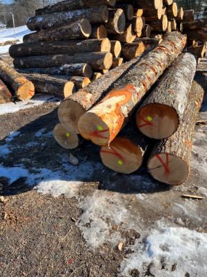 New Hampshire Timber Prices 2023-2024 Thumbnail