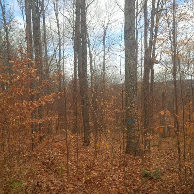 Three Vital Steps a Landowner Can Take to Prevent Timber Theft