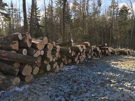New Hampshire and Vermont Timber Prices - Winter 2019 Thumbnail
