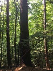 Timber prices winter