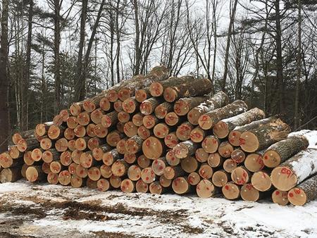 New Hampshire Timber Prices 2022 Thumbnail