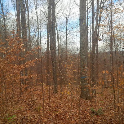 How a Forest Management Plan Protects Claremont NH Landowners from Costly Timber Harvesting Mistakes Thumbnail