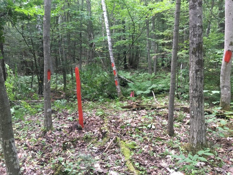 Forest Management Plan & Boundary Line Project in Shelburne, NH