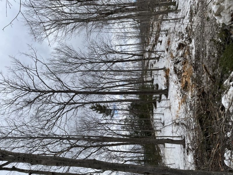 Forest Management Plan & Timber Harvesting in Shelburne, NH