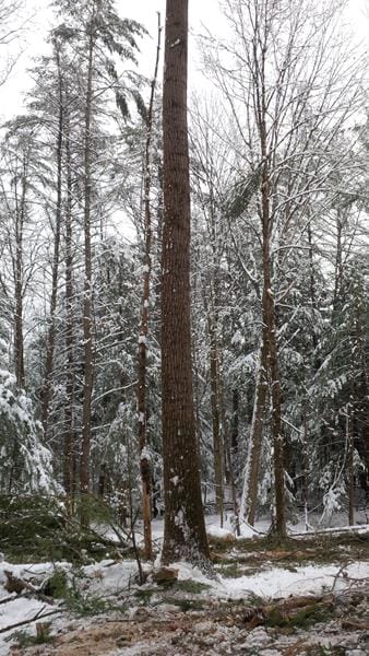 Forest Thinning in Claremont, NH