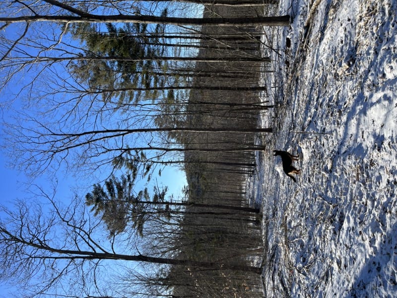 Timber Appraisal & Timber Harvesting in Lebanon, NH