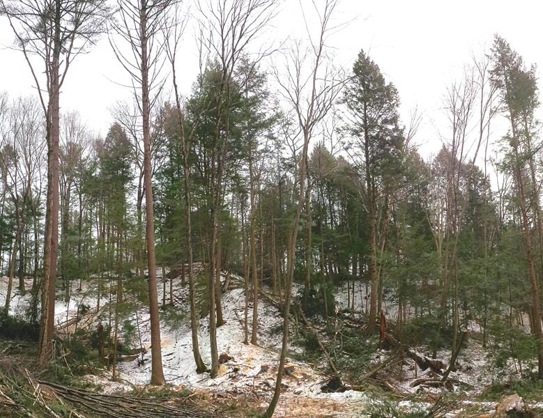Timber Harvesting in Charlestown, NH