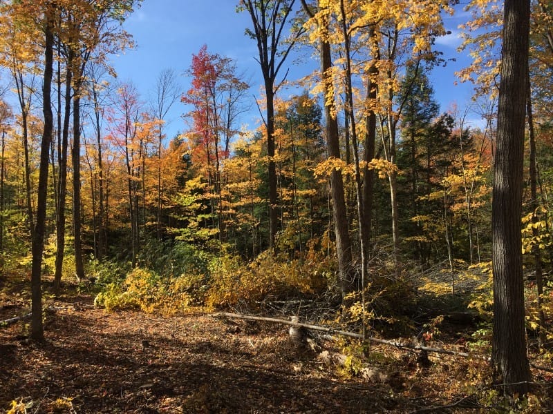Timber Sale in Grafton, VT