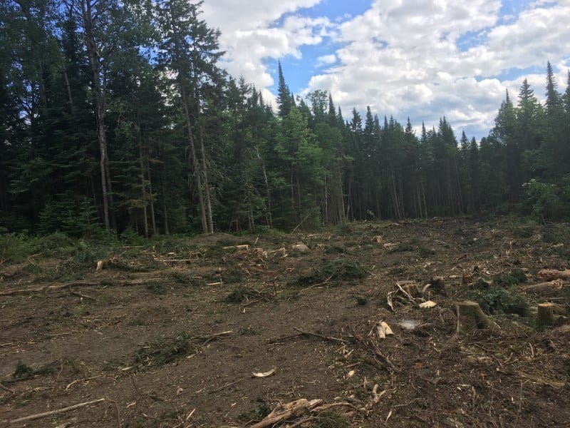 Wildlife Habitat Improvement in Stewartstown, NH