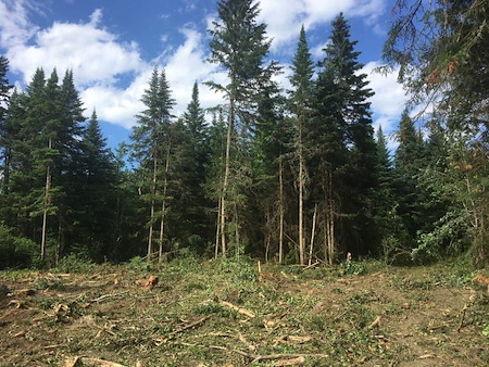 Maximizing Wildlife Habitat Improvements and Timber Value in New Hampshire Woods Thumbnail