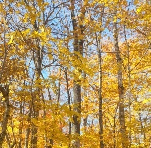 Growing Sugar Maple: Takeaways From a Northern Hardwood Forestry Workshop
